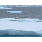 Антарктида Экспресс - воздушный круиз  